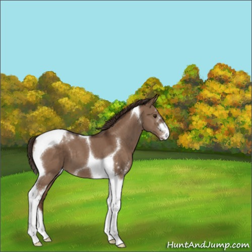 Horse Color:Liver Red Dun Sabino Tobiano 