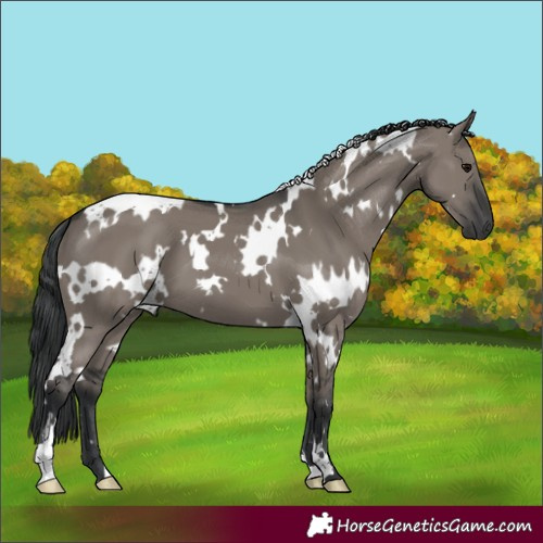 Horse Color:White Spotted Grullo 