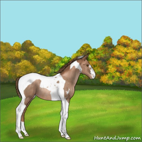 Horse Color:Liver Chestnut Pearl Sabino Tobiano Rabicano 