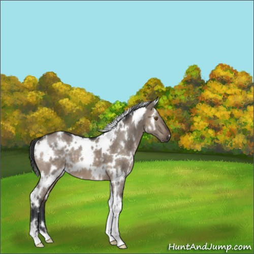 Horse Color:White Spotted Brown Dun 