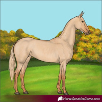 Horse Color:Red Dun Roan 
