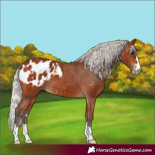 Horse Color:Silver Bay Appaloosa 