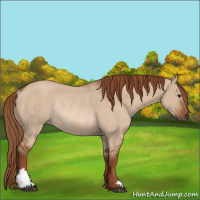 Horse Color:Red Dun Rabicano