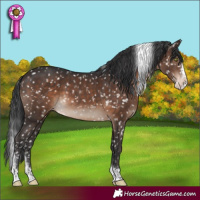 Horse Color:Brown Splash Tobiano Appaloosa 