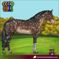 Horse Color:Brown Tobiano Appaloosa