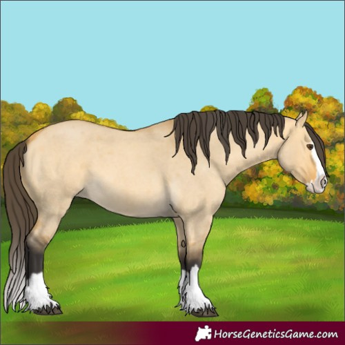 Horse Color:Buckskin Roan Dun Splash 