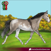 Horse Color:White Spotted Brown Dun 