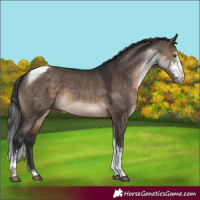 Horse Color:Brown Dun Sabino Tobiano
