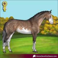 Horse Color:White Spotted Brown Dun 