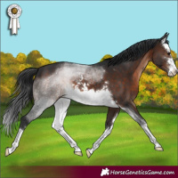 Horse Color:White Spotted Brown 