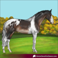 Horse Color:White Spotted Brown Tobiano Appaloosa