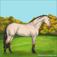 Horse Color:Bay Roan Dun 