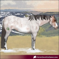 Horse Color:White Spotted Bay Roan Frame 
