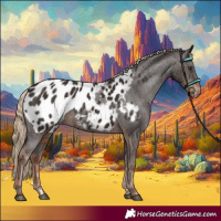 Horse Color:Liver Chestnut Appaloosa 