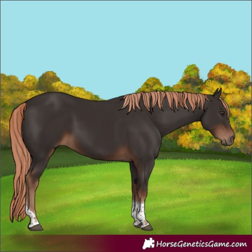 Horse Color:Liver Chestnut Tobiano 