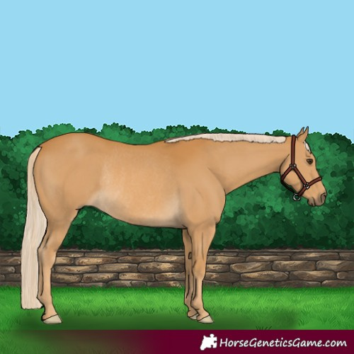 Horse Color:Palomino Rabicano 