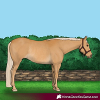 Horse Color:Palomino Rabicano