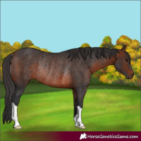 Horse Color:Brown Rabicano 
