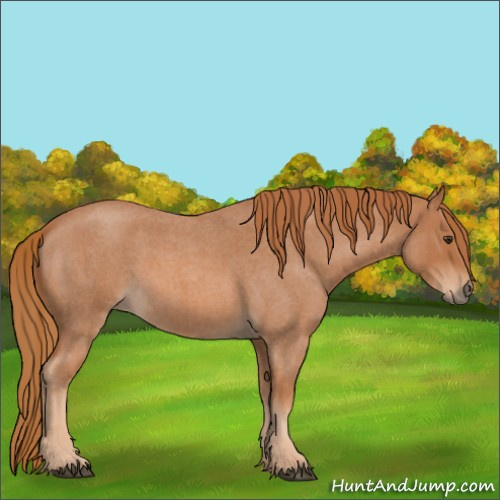 Horse Color:Red Roan 