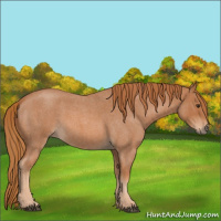 Horse Color:Red Roan 