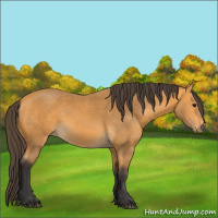 Horse Color:Buckskin 