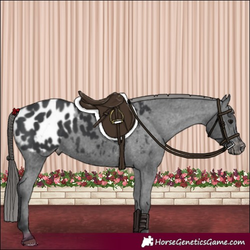 Horse Color:Black Blanket 