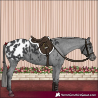 Horse Color:Black Appaloosa 