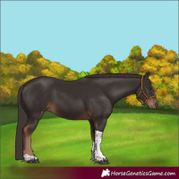 Horse Color:Liver Chestnut Tobiano 