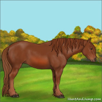 Horse Color:Chestnut 