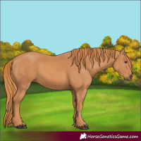 Horse Color:Chestnut 