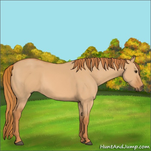 Horse Color:Red Dun