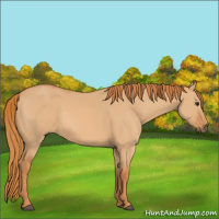 Horse Color:Red Dun 