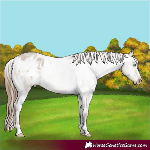 Horse Color:White Spotted Sable Champagne Roan Dun Appaloosa Rabicano 