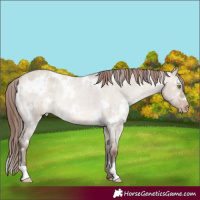 Horse Color:White Spotted Sable Champagne Roan Dun Appaloosa Rabicano 