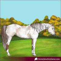 Horse Color:Gray White Spotted Red Dun 