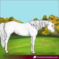 Horse Color:Gray White Spotted Black Sabino 