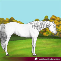 Horse Color:Gray White Spotted Black Sabino 