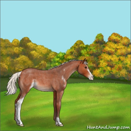 Horse Color:Silver Bay Roan Sabino