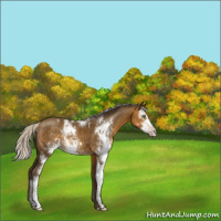 Horse Color:Gray Silver Sable Cream Champagne Sabino Rabicano