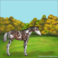 Horse Color:Liver Chestnut Sabino Rabicano 