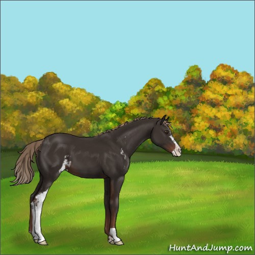 Horse Color:Liver Chestnut Sabino