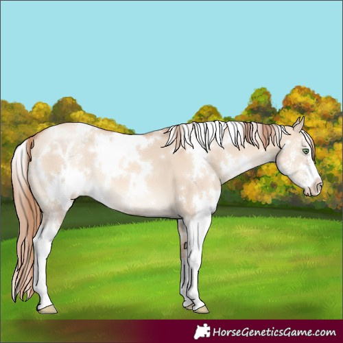 Horse Color:White Spotted Gold Champagne Dun Sabino 