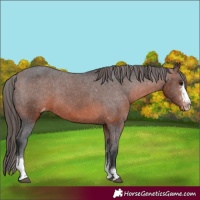 Horse Color:Unknown 