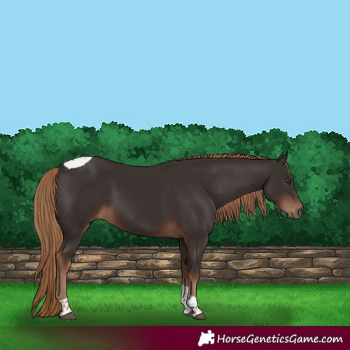 Horse Color:Liver Chestnut Tobiano 