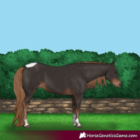 Horse Color:Liver Chestnut Tobiano 