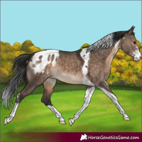 Horse Color:Brown Dun Sabino Tobiano Appaloosa 