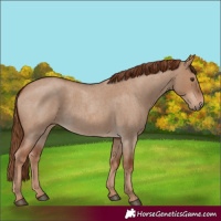 Horse Color:Red Dun Roan
