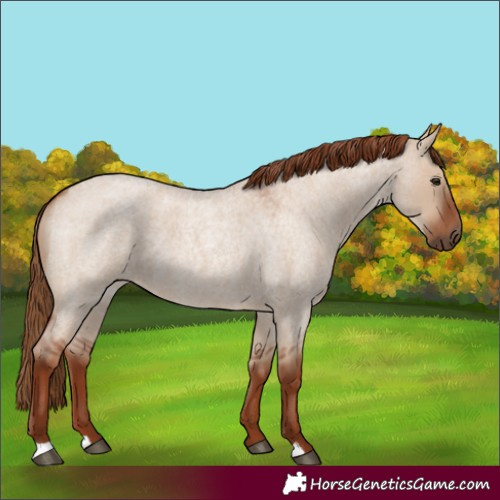 Horse Color:Red Dun Roan