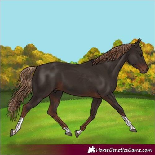 Horse Color:Liver Chestnut Tobiano 