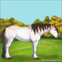 Horse Color:White Spotted Bay 